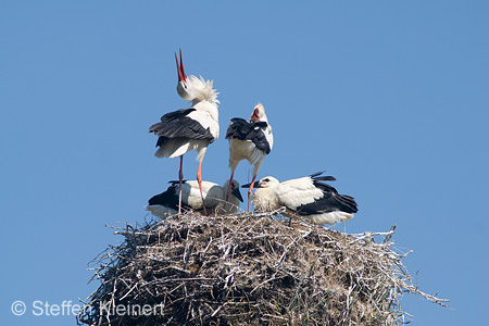 Weißstorch, Ciconia ciconia 020